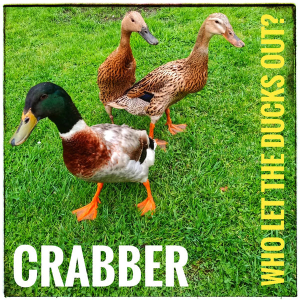 Crabber - Who Let The Ducks Out? cd