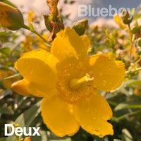 Blueboy - Deux 7"